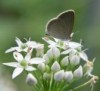 files_news_butterfly_on_flowers[07864cb00569d65a9da0e8c208c53afe].jpg